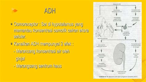 Fisiologi Cairan Tubuh Anatomi Fisiologi Ppt