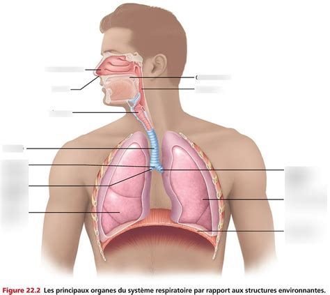 Diagram Of Anate Syst Me Respiratoire Quizlet