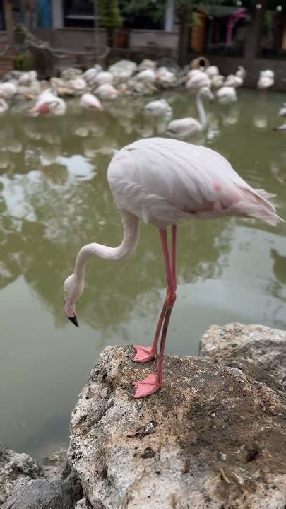 Flamingonun Kaçışflamingo Yaklaşınca Nasıl Bir Tepki Verdiflamingo