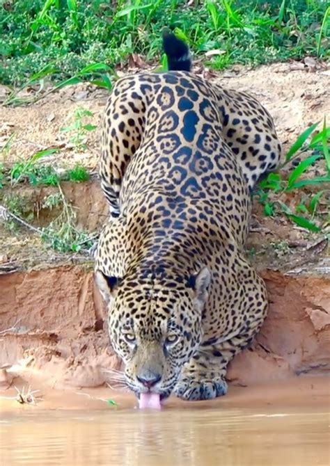 Hora que a onça pintada bebe água VÍDEO CenárioMT