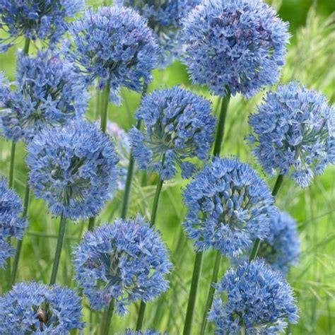 Allium Caeruleum Azureum Pack Of Bulbs