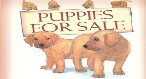 Puppies For Sale