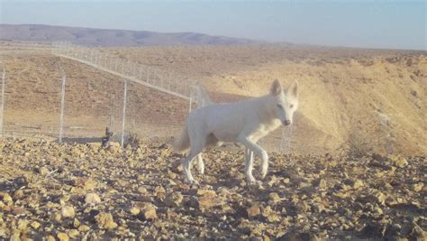 Rare White Wolf Spotted In Israel S Negev Desert