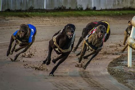 The history of greyhound racing in Arizona - AZ Big Media