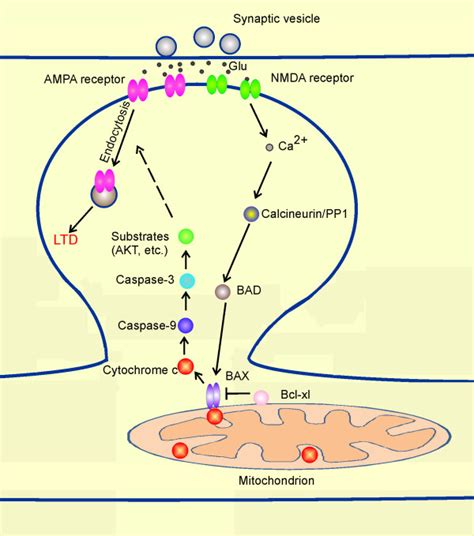 Involvement Of Mitochondria And Intrinsic Apoptotic Pathway In Ltd The Download Scientific