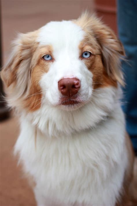 All Australian Shepherds All The Time Merle Australian Shepherd Red