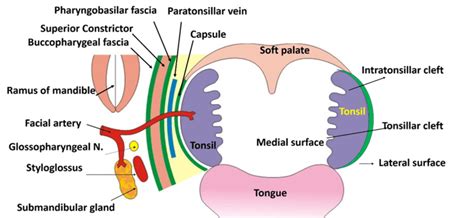 Palatine Tonsil , Relations, Blood supply, Waldyer's ring , Anatomy QA