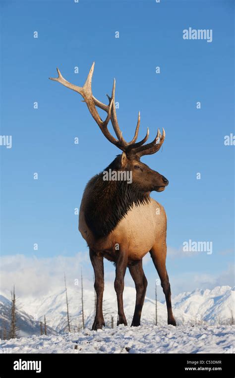 Mature Bull Elk Hi Res Stock Photography And Images Alamy