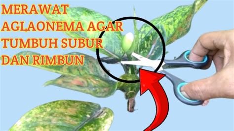 Cara Merawat Aglaonema Agar Tumbuh Subur Dan Rimbun YouTube