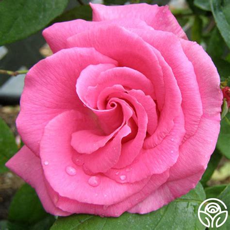 Zephirine Drouhin Rose - Bourbons - Exceptionally Fragrant – Heirloom Roses