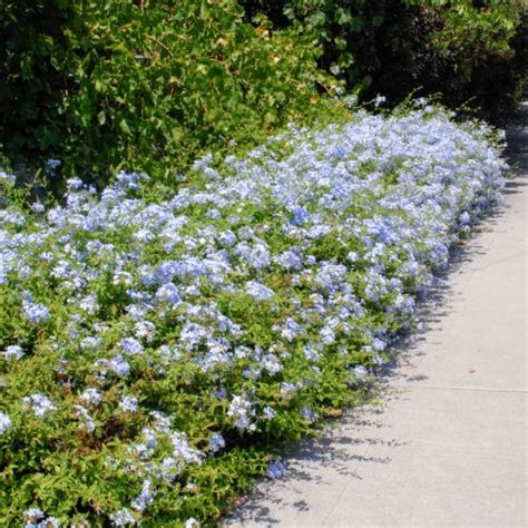 Cape Plumbago Waterwise Garden Planner Waterwise Garden Garden