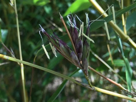 Hilfe mein Bambus blüht Phyllostachys aureosulcata spectabilis