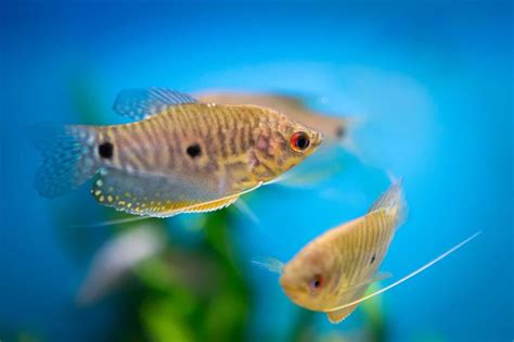 How Long Does It Take Gourami To Grow A Comprehensive Guide