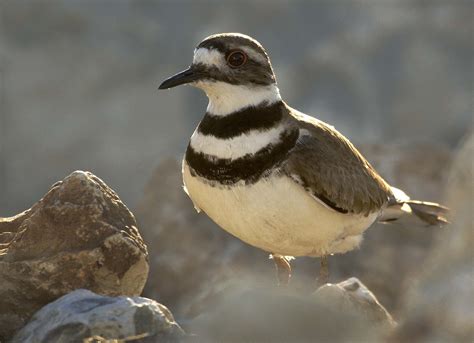Killdeer - Owen Deutsch Photography
