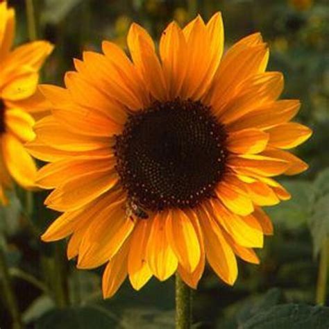 25 Sunflower Sonja Seeds Etsy