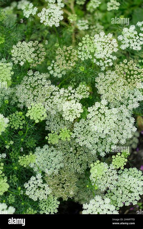 Ammi Visnaga Green Mist Also Called Bishops Weed And Queen Annes