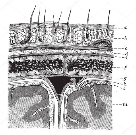 Diagrama Que Muestra Las Capas Del Cuero Cabelludo Las Membranas Vector