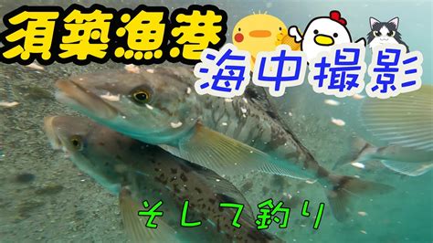 【海中動画】日本海、須築漁港にgopro突っ込んでみた‼︎【hokkaido 過去動画】 Youtube