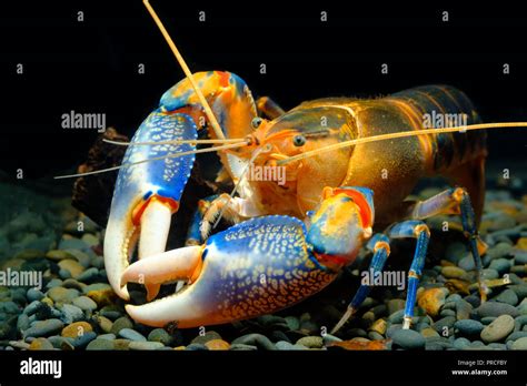 Cherax Destructor Yabby Volcano Thailand Breeding Stock Photo Alamy