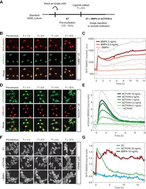 Wnt Signaling Memory Is Required For Activin To Function As A Morphogen