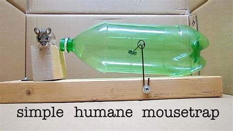 Homemade Mouse Trap 15 DIY Rat Traps That Really Work