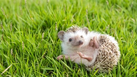 16 Fun Facts About Hedgehogs | Mental Floss