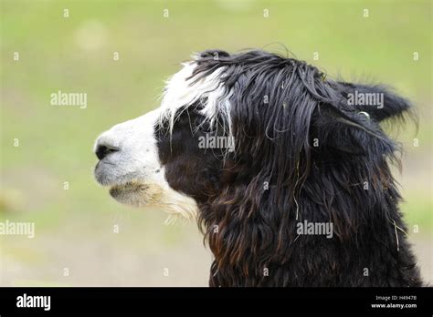 Llama Lama Glama Portrait Stock Photo Alamy