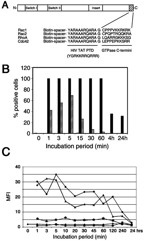 Characterization Of Tat Rho Like Gtpase C Terminal Peptides A