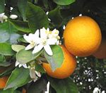 Orange Dream Meaning And Interpretation