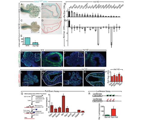 Mir 142 3p Regulates Wnt Signaling By Direct Control Of Apc Expression Download Scientific