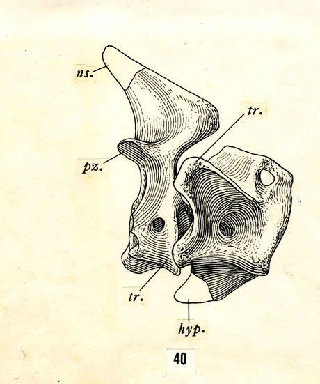 Zygorhiza Kochii From The Smithsonians Kellogg Illustration