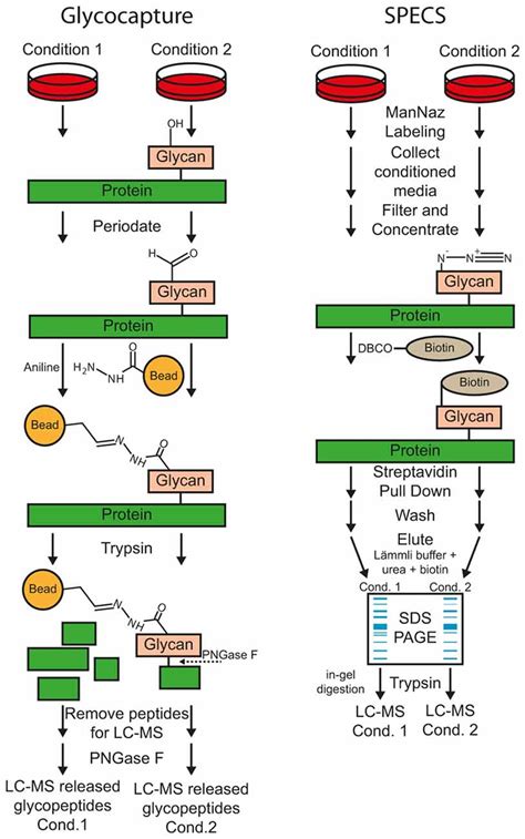 Frontiers Proteomic Substrate Identification For Membrane Proteases