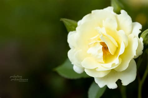 Rose Garden Photography :: Behance