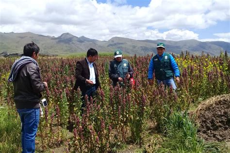 Evalúan Impacto De Las Heladas En El Sector Agropecuario De Apurímac