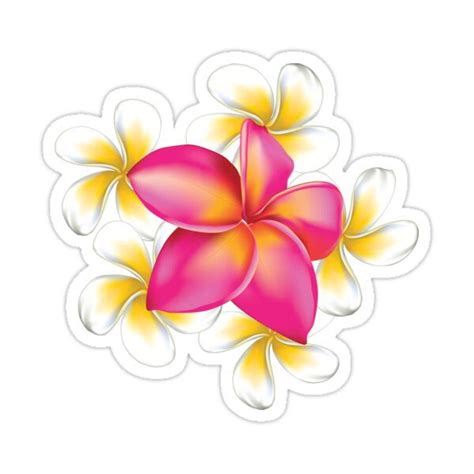 Pink And White Plumeria Flowers Sticker For Sale By AnnArtshock