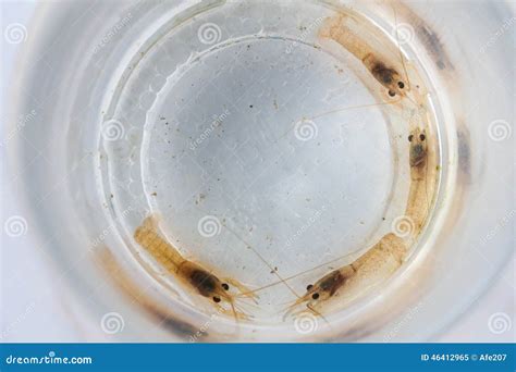 Close Up Macro Baby Little Of Breeding Crawfish Or Crayfish In F Stock
