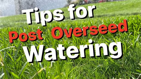 How To Water After Overseed Youtube