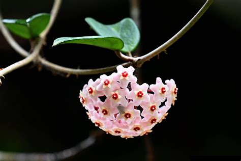 Hoya Carnosa Flowers: Nature's Porcelain Beauties - FlowersLib