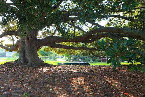 Journeying To The Largest Magnolia Tree On Earth