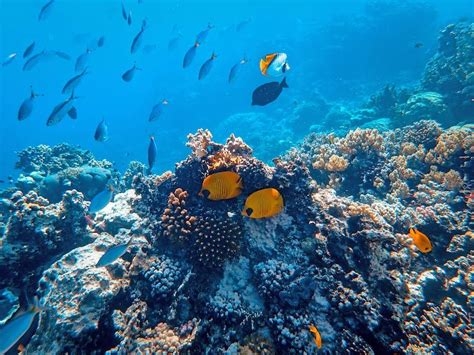 Facts about coral reefs animals? - factstraits.com