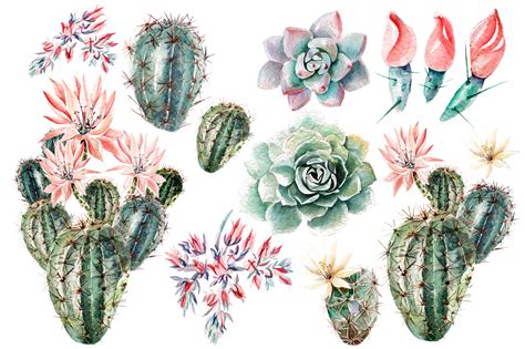 Watercolor Succulents And Cactuses In Illustrations On Yellow Images Creative Store