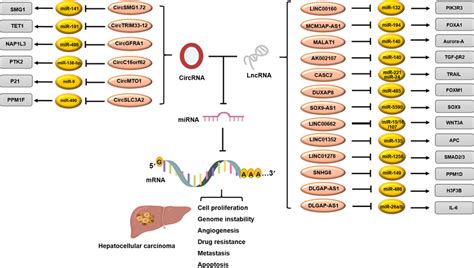 Lncrna And Circrna Regulate Mirna Expression By Acting As Sponge And