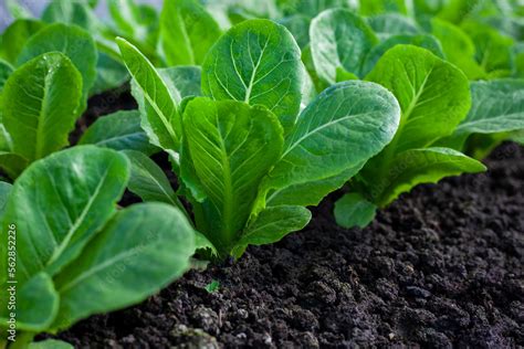 Bok Choy Vegetable Grow Using Hydroponic Method In The Garden Baby Pak