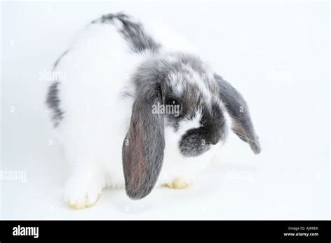 Gray And White Mini Lop Ear Rabbit Isolated On White Background Stock