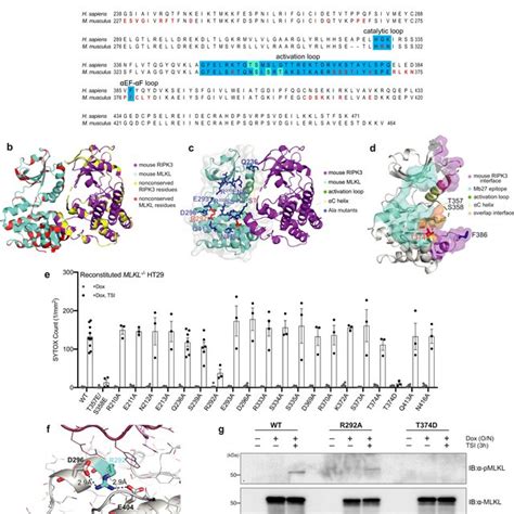 Mb Binds Activated Human Mlkl A Wild Type Wt Ht Cells Expressing