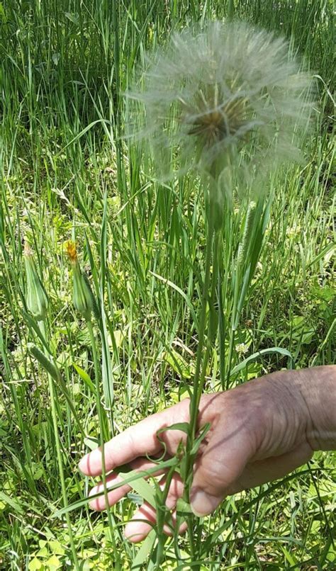 Underfoot: The "Holy Cow!" Plant – SALSIFY - Northcentral Pennsylvania Conservancy