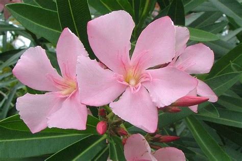 Nerium oleander