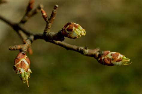 Почки на деревьях весной - фото и картинки: 57 штук