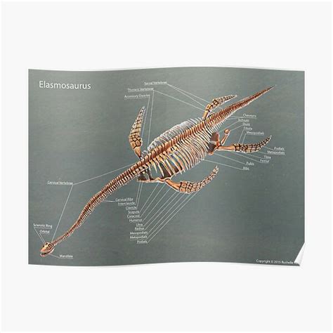 Elasmosaurus Skeleton Study Poster For Sale By Thedragonofdoom