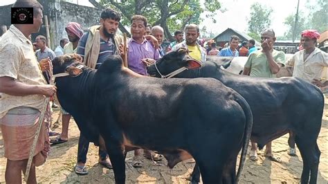 আজ শুক্রবার ১৩ অক্টো২৩ মুন্সিগঞ্জের খামারীর ৮০৯০ হাজারের খামার উপযোগী ষাঁড় গরু কেনা